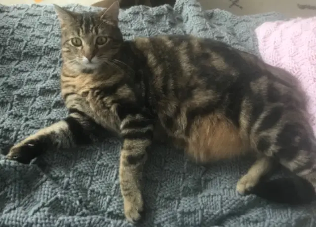 chat lost   50530 Genêts Stanley