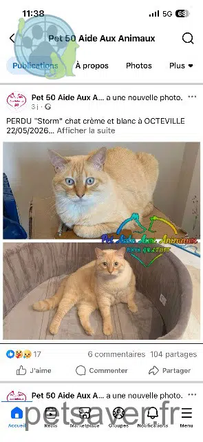 chat lost    Cherbourg-en-Cotentin Storm