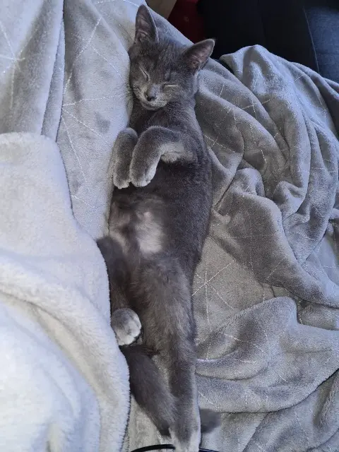 chat lost   50500 Terre-et-Marais Utah
