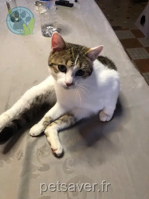 chat lost 50420 Tessy-Bocage Grosminet