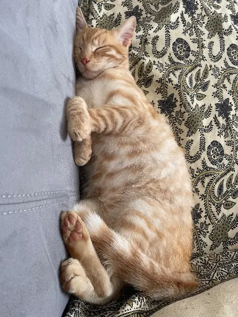 chat lost    Cherbourg-en-Cotentin Tigrou