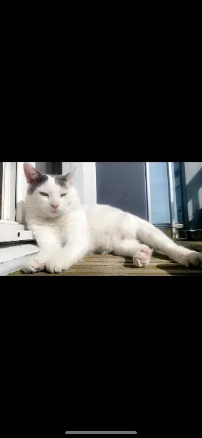 chat lost    Tirepied-sur-Sée Lacoste