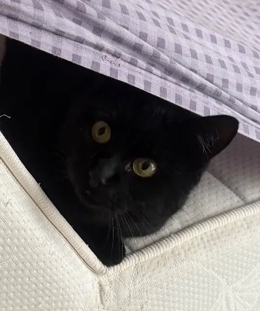 chat lost   50750 Canisy Uggy