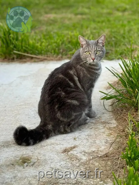 gato perdido 50340 Benoîstville Unik gato lost 50340 Benoîstville Unik