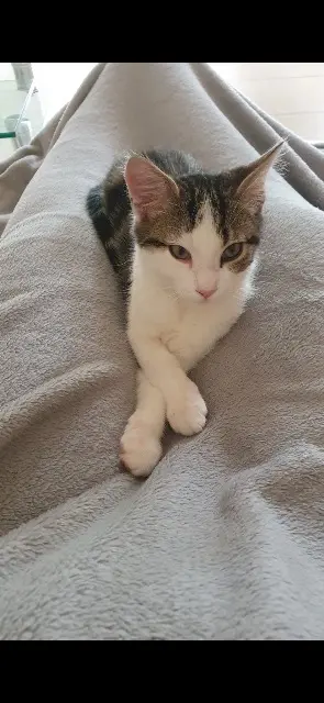 chat lost   50750 Saint-Martin-de-Bonfossé Uno
