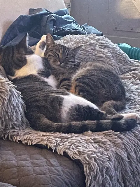 chat lost   50800 Villedieu-les-Poêles-Rouffigny Melo