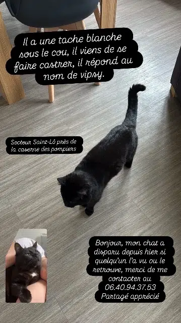 chat lost   50000 Saint-Lô Vipsy