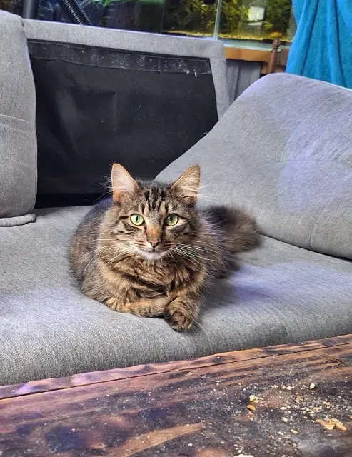 chat lost   50220 Céaux Wally