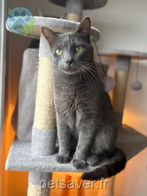 chat lost   50880 Pont-Hébert Zazu