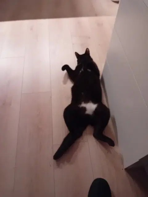 cat lost 51390 Vrigny Cookie cat lost 51390 Vrigny Cookie