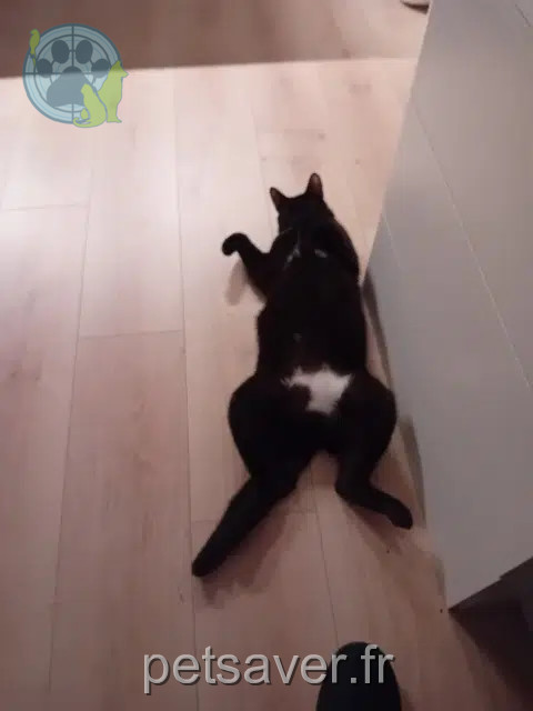 chat perdu 51390 Vrigny Cookie chat lost 51390 Vrigny Cookie