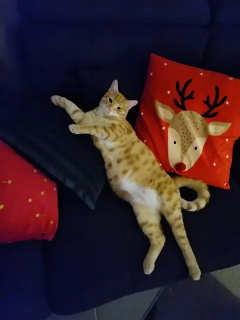 chat lost   51110 Warmeriville Arzouille