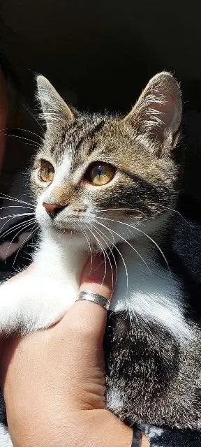 chat lost   51170 Fismes Aïko