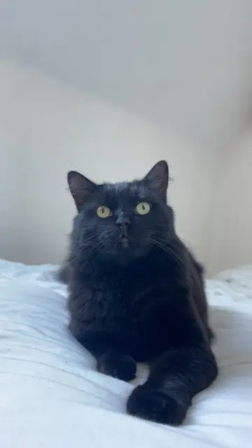 chat lost    Aÿ-Champagne minouche