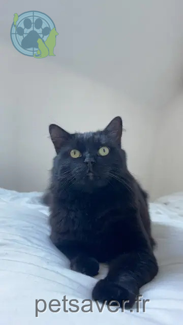 gato perdido Aÿ-Champagne minouche gato lost Aÿ-Champagne minouche