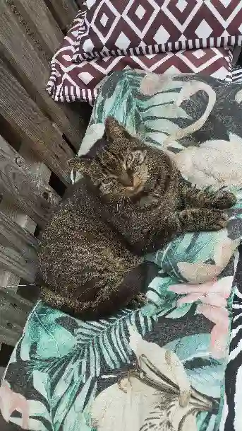 Chat Perdu 51 Marne Aÿ-Champagne Chat Perdu 51 Marne Aÿ-Champagne