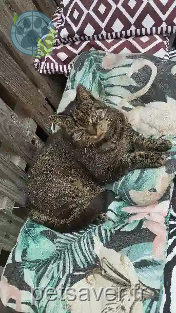 Chat Perdu 51 Marne Aÿ-Champagne Chat Perdu 51 Marne Aÿ-Champagne