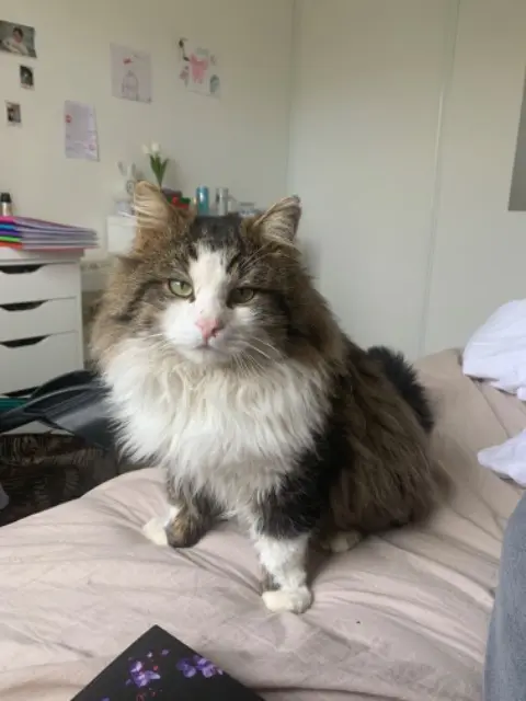 chat lost   51240 Omey biscuit