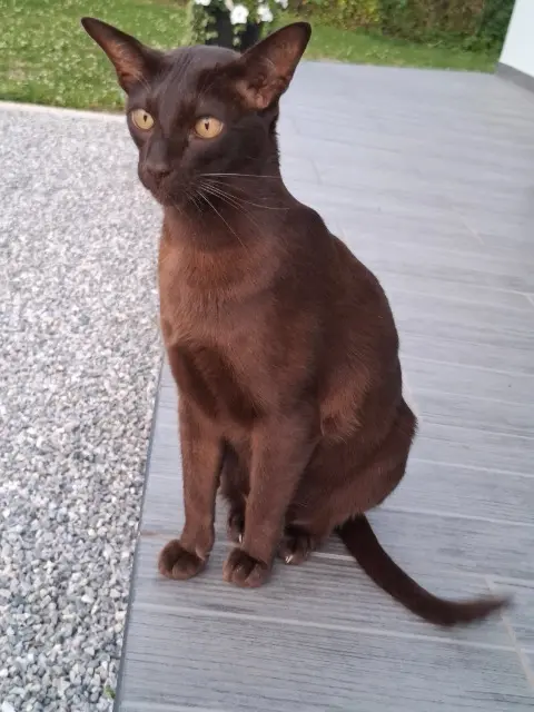 chat lost    Blancs-Coteaux Boris