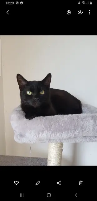 chat lost   51240 Écury-sur-Coole Boule