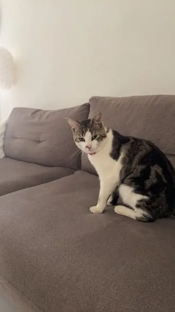 chat lost   51230 Fère-Champenoise Casper