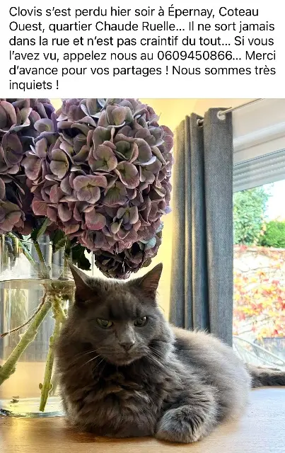 chat lost   51200 Épernay Clovis