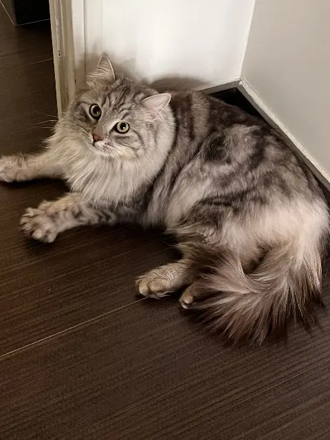 gatto perso 51520 Recy Gary gatto lost 51520 Recy Gary