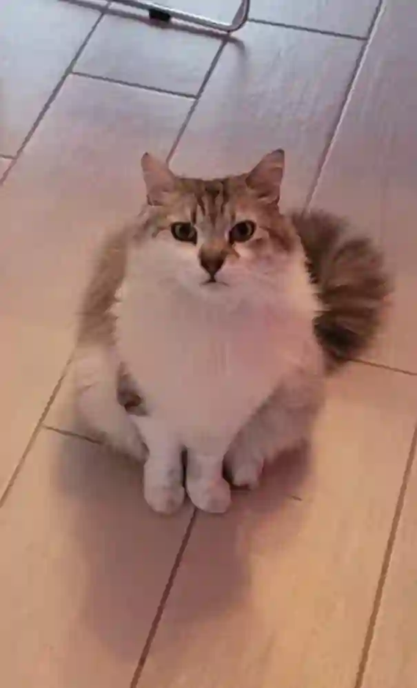 Chat Perdu 51 Marne - Guismo Chat Perdu 51 Marne - Guismo