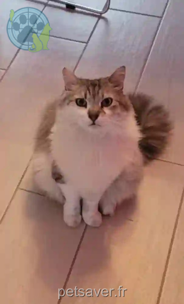 Chat Perdu 51 Marne - Guismo Chat Perdu 51 Marne - Guismo