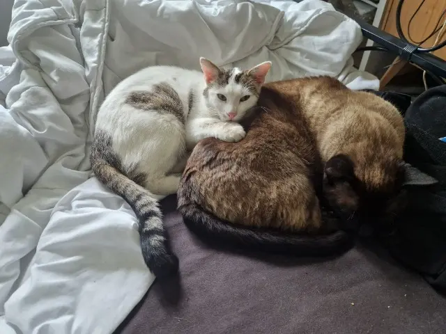 chat lost   51370 Les Mesneux Jack