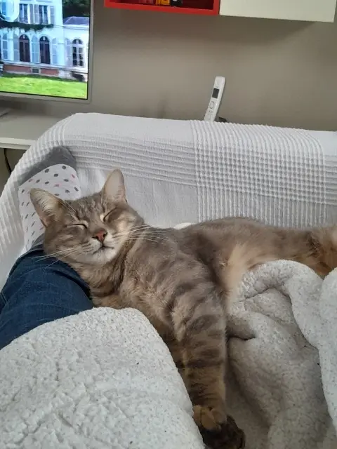 chat lost   51290 Somsois Joey