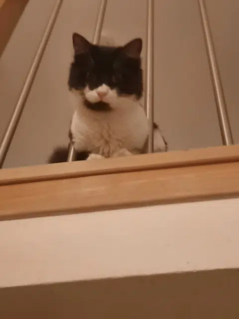 chat lost   51510 Fagnières Kaalouche