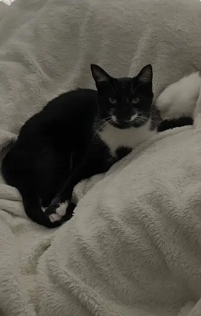 chat lost   51220 Cormicy Koda