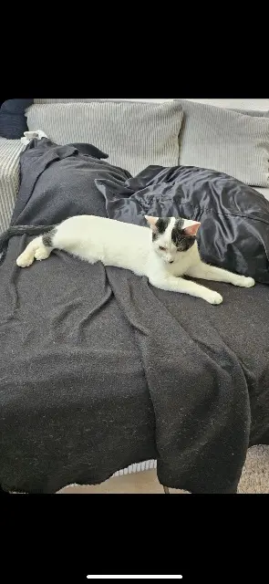 chat lost   51700 Mareuil-le-Port Leufy