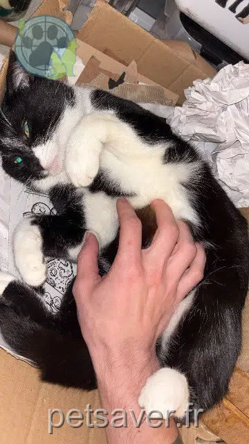 gato lost   51000 Châlons-en-Champagne Loki