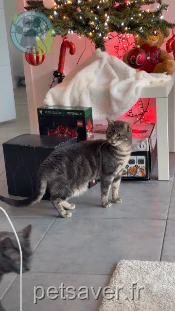 cat lost   51430 Bezannes Loki