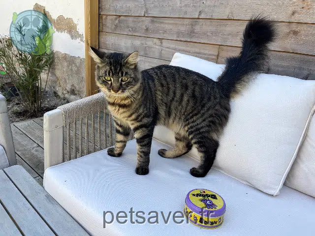chat lost   51230 Fère-Champenoise Lucky
