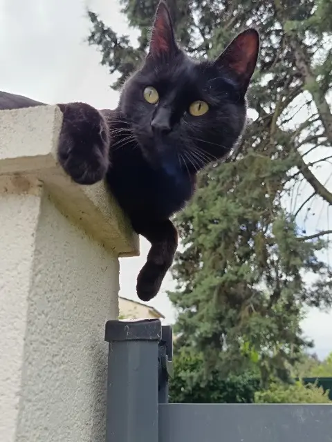 chat lost   51430 Tinqueux Lulu
