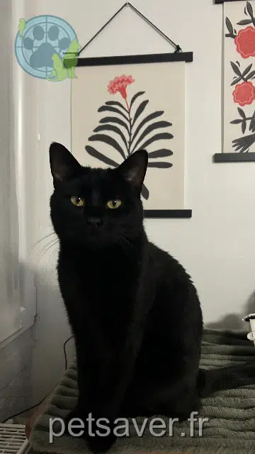 chat lost   51450 Bétheny Mika