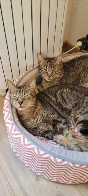 kater vermist 51430 Tinqueux Milo et Nemo kater lost 51430 Tinqueux Milo et Nemo