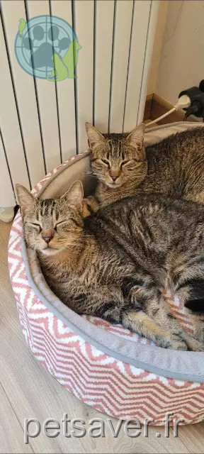 cat lost 51430 Tinqueux Milo et Nemo cat lost 51430 Tinqueux Milo et Nemo