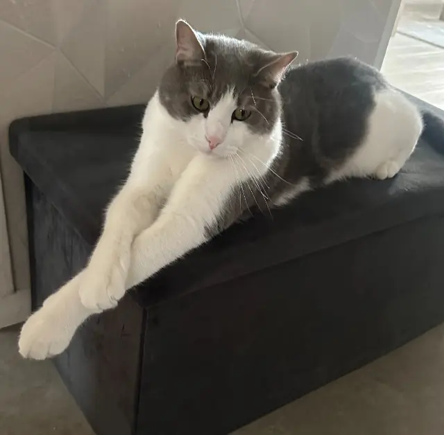 chat lost   51470 Saint-Memmie Mino