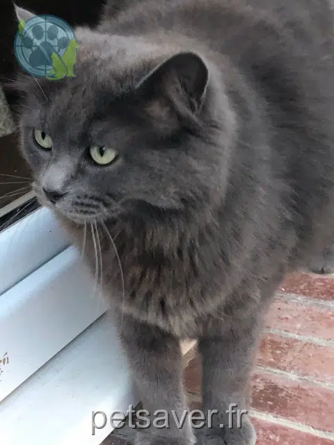 kater lost 51110 Bourgogne-Fresne Moon
