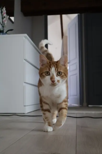 chat lost   51530 Magenta Mourot