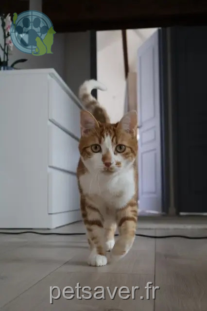 gato perdido 51530 Magenta Mourot gato lost 51530 Magenta Mourot