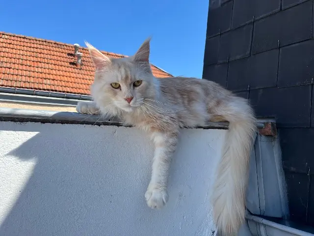 chat lost   51200 Épernay Mushu