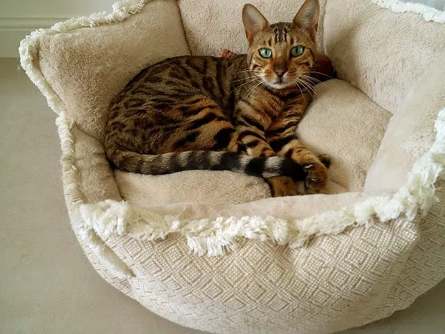 chat lost   51160 Saint-Imoges Nell