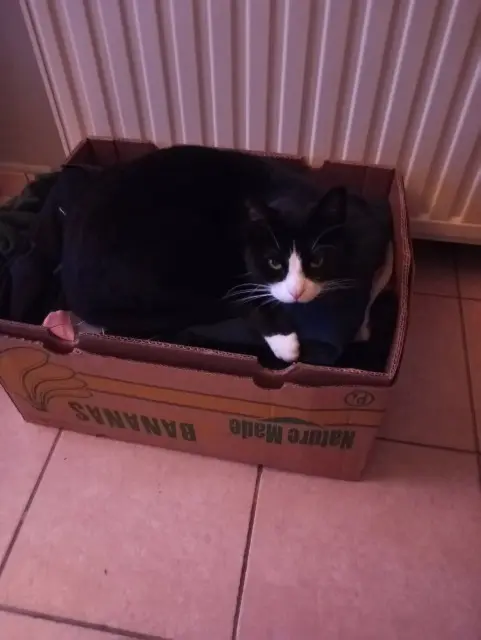 chat lost   51240 Saint-Germain-la-Ville Nougat