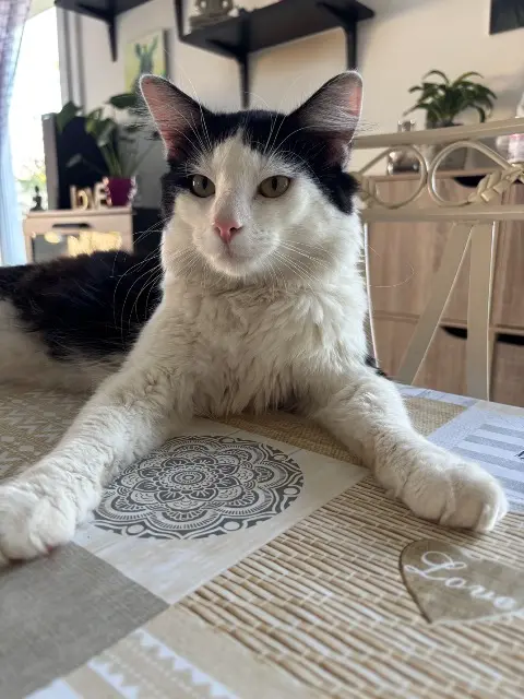 chat lost   51150 Juvigny Omalley