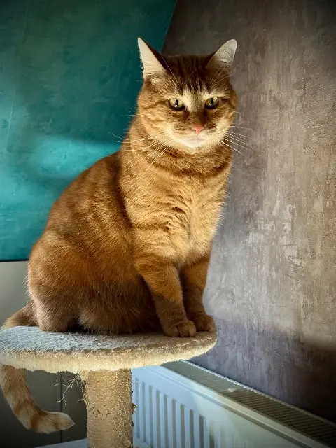 chat lost   51170 Fismes Onyx surnom Bibi